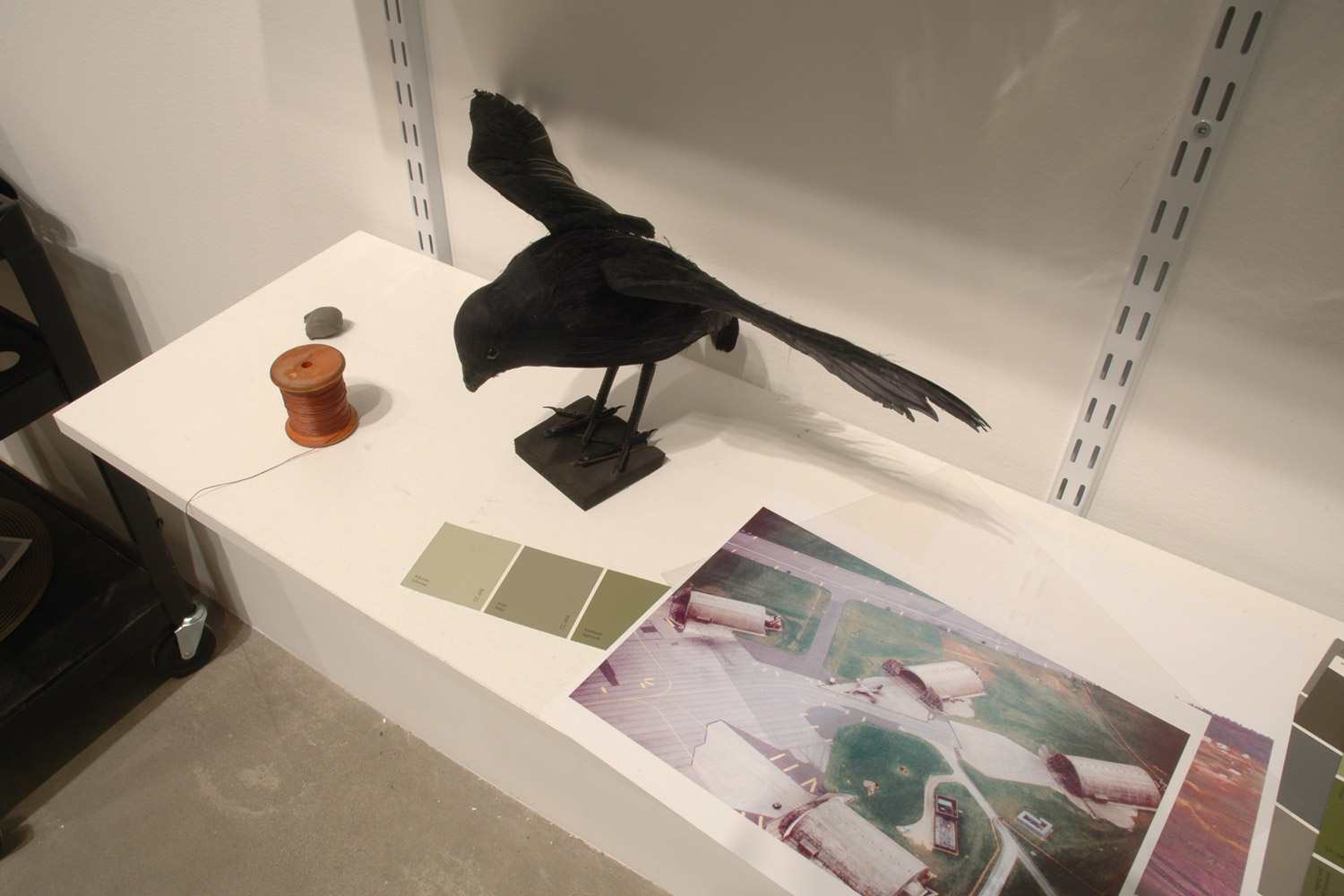 Crow with Spool of Thread

